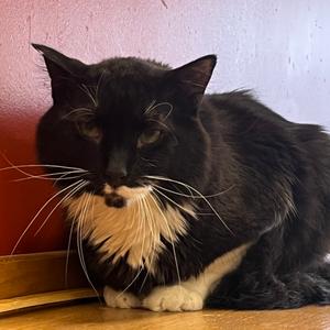 Kota Krankenhaus, adult, available for adoption