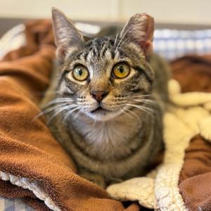 Goblet, adult, available for adoption