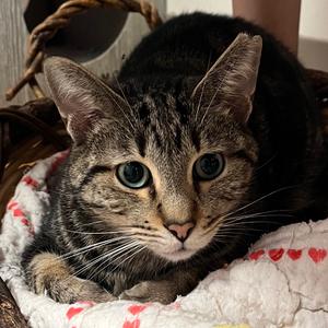 Conversation Hearts, adult, available for adoption