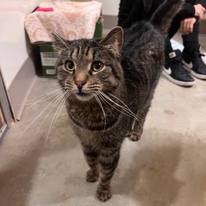 Leopawdo DiCatprio, adult, available for adoption