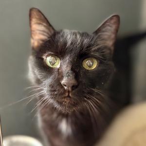 A close-up photo of a black cat with green eyes looking directly at the camera.