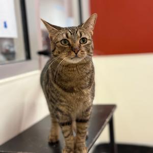 Coraline, adult, available for adoption