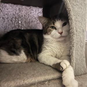 Colonel Candy, adult, available for adoption