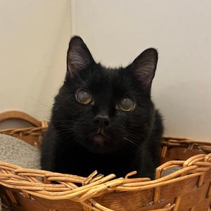 A black cat with cloudy eyes sits in a wicker basket.