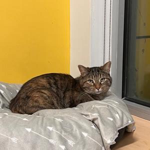 Lindey, adult, available for adoption