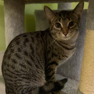 Barrel, adult, available for adoption