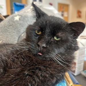 Huggy Wuggy, adult, available for adoption