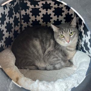 Bloody Mary, adult, available for adoption