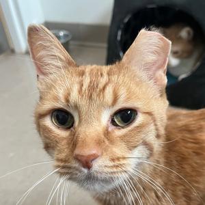 Henry Hotline, adult, available for adoption