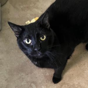 Butternut Squash, adult, available for adoption