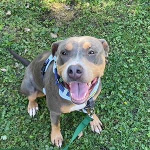A brown and black dog with a blue harness is sitting on the grass, looking up with its mouth open and tongue out.