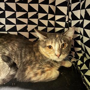 Jorian, young, available for adoption