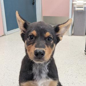 Penny, Mixed Breed (Medium), puppy, available for adoption