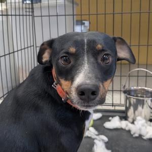 (Vet 8/13) Fisher, Mixed Breed (Small), adult, available for adoption