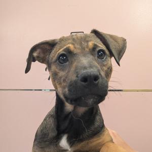 a brown and black puppy with floppy ears looking at the camera