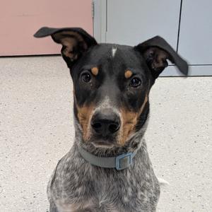 Copper, Mixed Breed (Medium), young, available for adoption