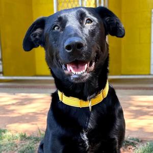 Big Arch, Mixed Breed (Medium), adult, available for adoption