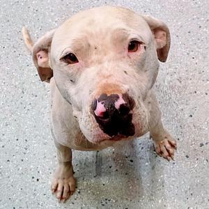 Kevin, Mixed Breed (Medium), adult, available for adoption