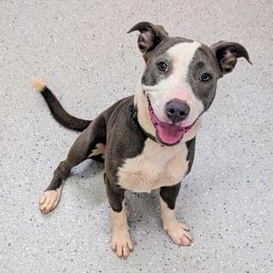 A brown and white dog with a black nose and floppy ears sitting on a gray surface.
