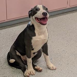 A black and white dog sitting on a gray floor with a pink wall in the background.