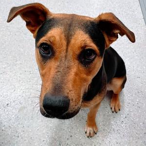 Lyra, Mixed Breed (Large), young, available for adoption