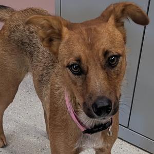 Bindi, Mixed Breed (Medium), adult, available for adoption