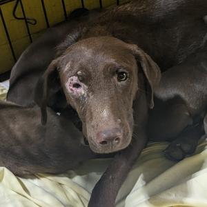 Lorna Doone, Mixed Breed (Medium), adult, available for adoption