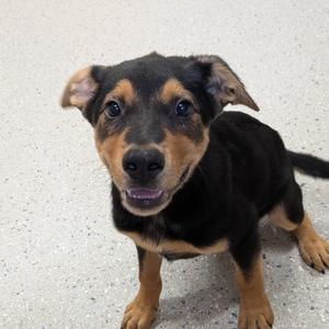 Zinc, Mixed Breed (Medium), puppy, available for adoption