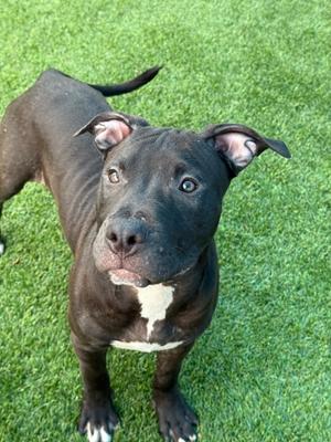 Pawn, Mixed Breed, puppy, available for adoption