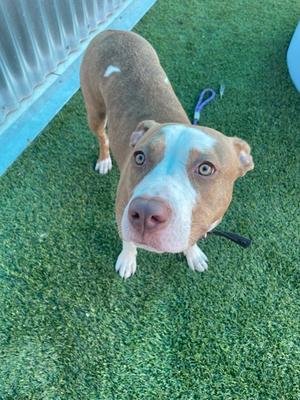 Melon, Mixed Breed, young, available for adoption