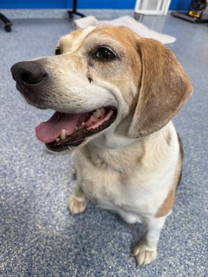 A beagle dog with a happy expression, sitting on a blue carpeted floor.