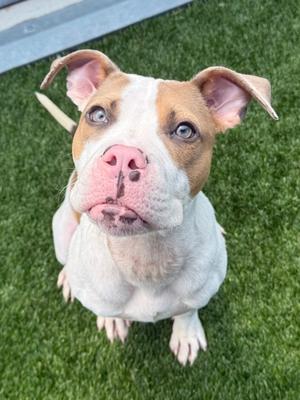 Bobby, Mixed Breed, young, available for adoption