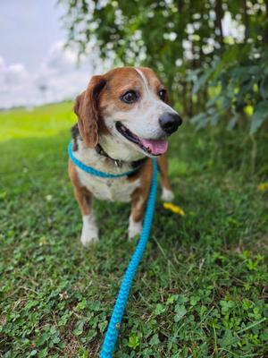 Carl, Beagle Mix, senior, available for adoption
