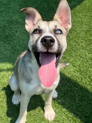 Berry, Mixed Breed, young, available for adoption