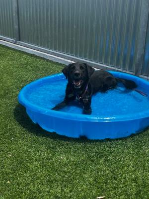 Flash, Labrador Retriever and Australian Shepherd, adult, available for adoption