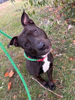 A black and white dog with a green collar and leash, sitting on grass with autumn leaves.