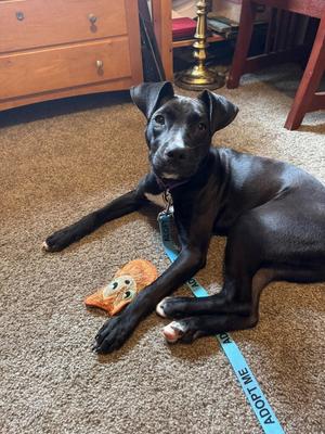 Linus, Boxer / American Pit Bull Terrier, puppy, available for adoption