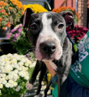 Quay, American Staffordshire Terrier / Pit Bull Terrier, puppy, available for adoption