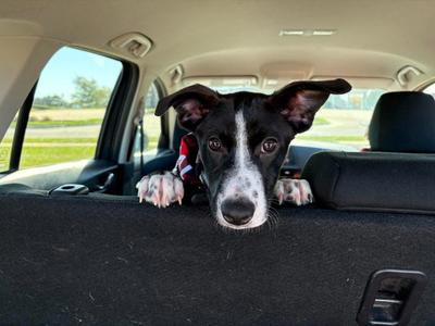 Quinney, American Staffordshire Terrier / Pit Bull Terrier, young, available for adoption