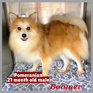Boomer, Pomeranian, adult, available for adoption