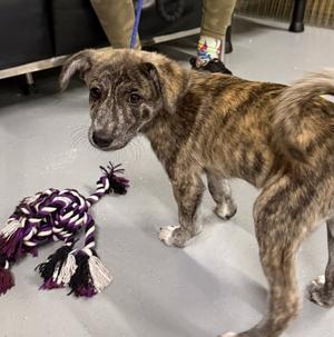 Tigger, Mountain Cur, puppy, available for adoption