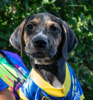 Sinbad, Hound / Beagle, puppy, available for adoption
