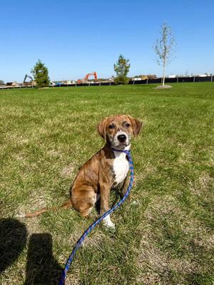 Sheila, Hound / Beagle, puppy, available for adoption