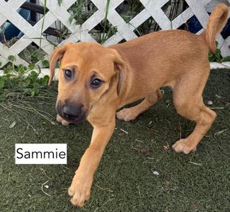 Sammy, Hound / Beagle, puppy, available for adoption