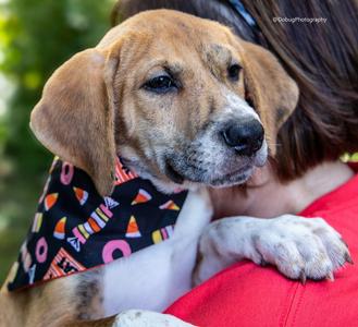 Scout, Hound / Beagle, puppy, available for adoption