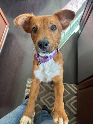 Kail, Golden Retriever, adult, available for adoption