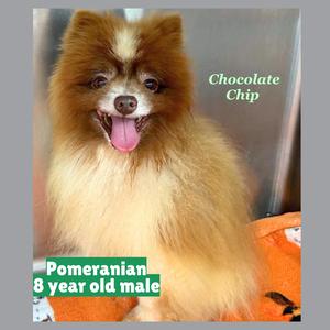 Chocolate Chip, Pomeranian, senior, available for adoption