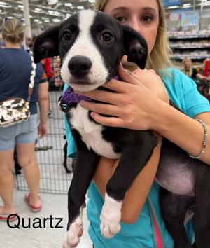 Quartz, American Staffordshire Terrier / Pit Bull Terrier, puppy, available for adoption