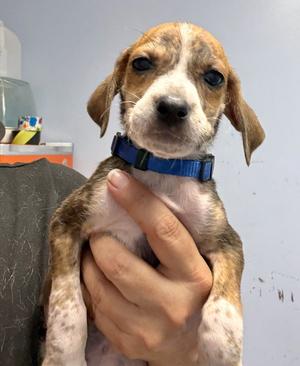 Sawyer, Hound, puppy, available for adoption