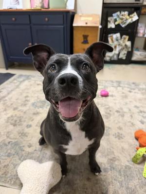 Queenie, American Staffordshire Terrier, adult, available for adoption